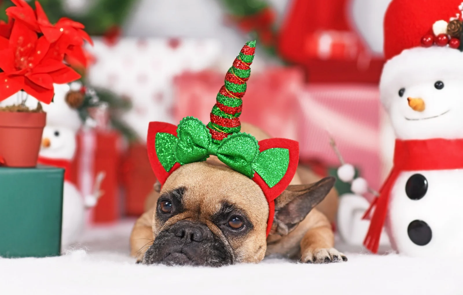 Bouledogue Français & Noël : Le guide ultime pour passer des fêtes sereines (et éviter les galères !)