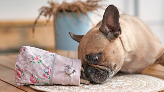 3 recettes de friandises à faire à la maison pour ton Bouledogue