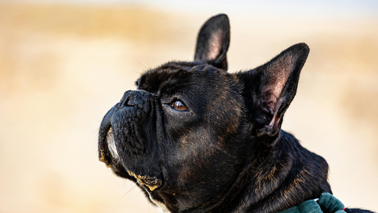 5 erreurs alimentaires à éviter avec ton Bouledogue Français