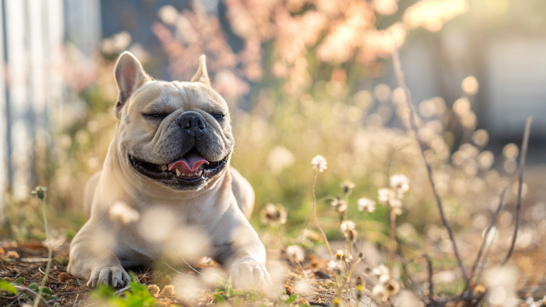 Bouledogue français au printemps dans un jardin fleuri – risques saisonniers et conseils bien-être