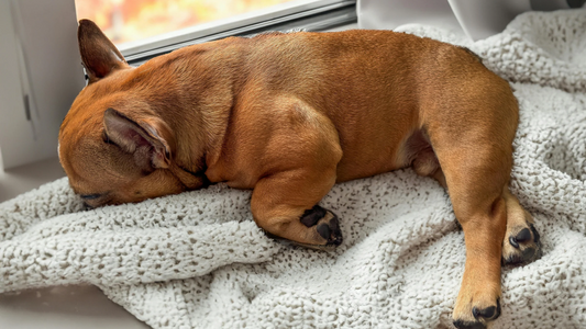 Pourquoi les bouledogues français dorment autant (et comment savoir si c’est normal !)