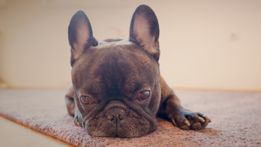 Pourquoi mon bouledogue fait-il la tête ? Décrypter les humeurs de ton Frenchie