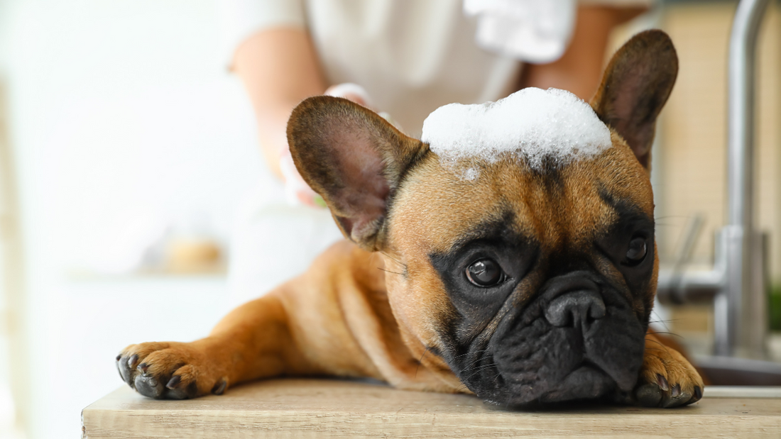 Bouledogue Français : Comment choisir les bons produits pour sa peau sensible et ses coussinets ?