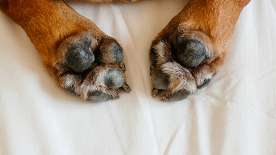 Pourquoi les coussinets de ton Bouledogue craquent (et comment les réparer naturellement)