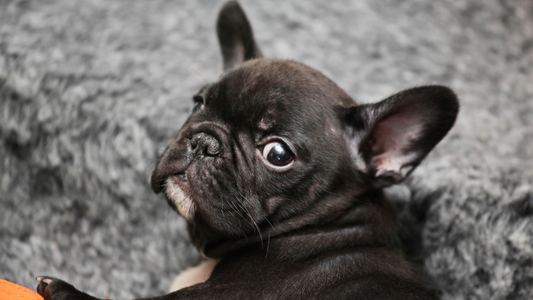 Pourquoi mon bouledogue fait-il la tête ? Décrypter les humeurs de ton Frenchie