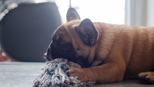 Pourquoi ton Bouledogue a Besoin de Mordre (et comment ça le rend heureux) 🦴