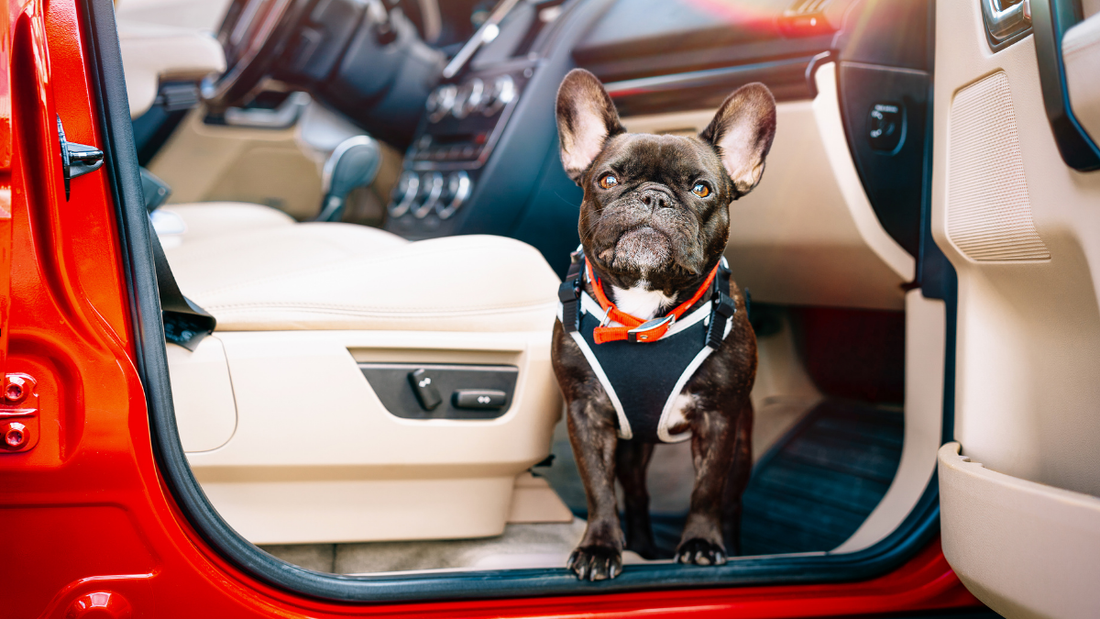 Bouledogue français en voiture prêt pour les vacances