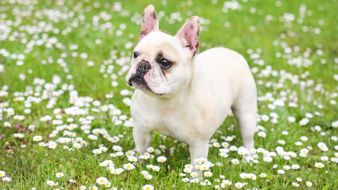 Herbe, plantes et balades : ce que tout propriétaire de bouledogue français doit savoir