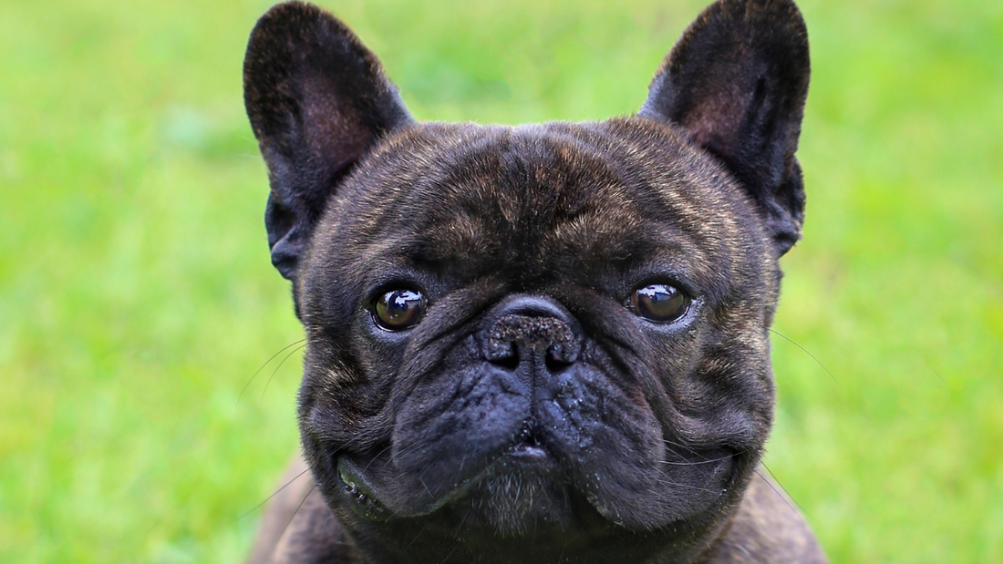 Bouledogue français faisant des bruits expressifs – ronflements et grognements