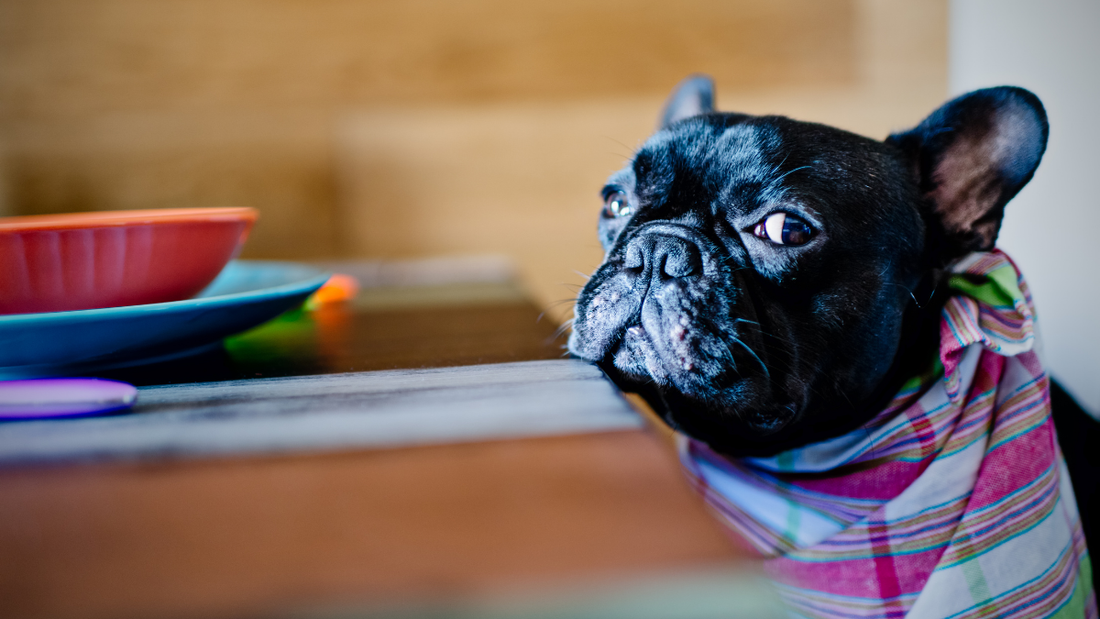 Ton bouledogue mange trop vite ? Voilà pourquoi c'est dangereux (et comment y remédier facilement)
