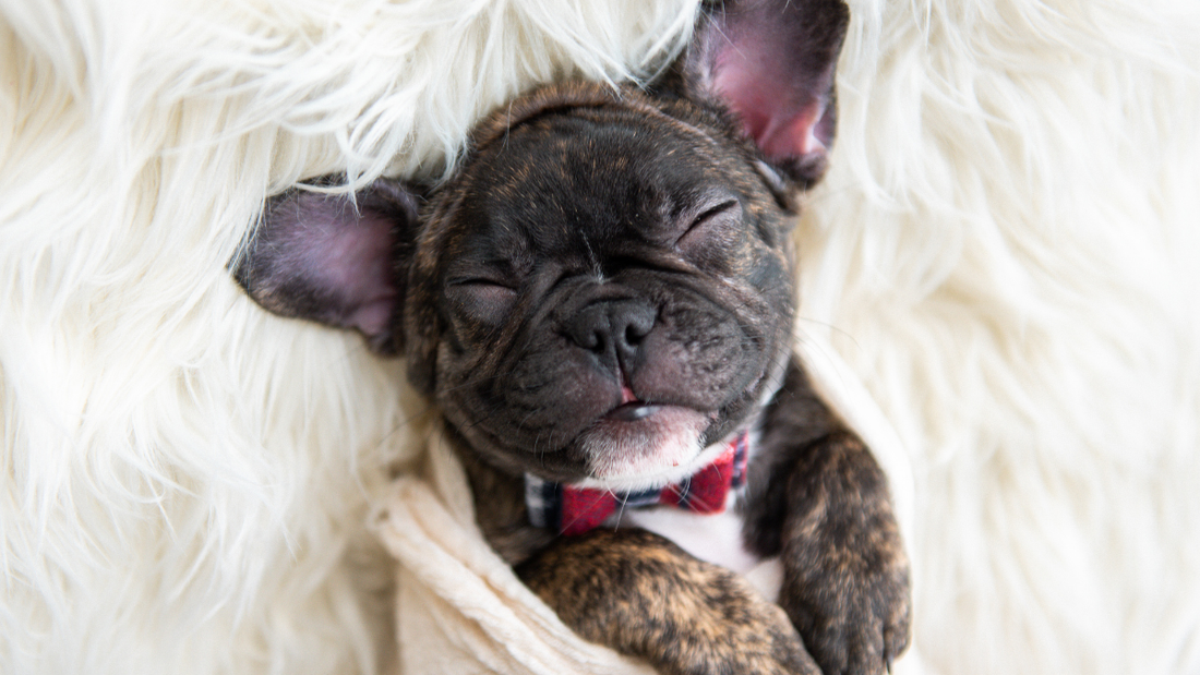 Bouledogue français endormi dans différentes positions – signification et bien-être