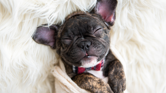 Bouledogue français endormi dans différentes positions – signification et bien-être