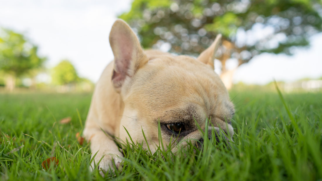 Puces, tiques et parasites : comment protéger naturellement votre Bouledogue Français
