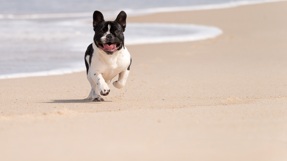 Bouledogue français à l'ombre en été – prévenir le coup de chaleur