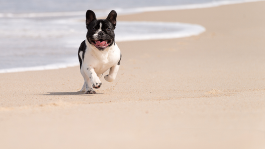Bouledogue français à l'ombre en été – prévenir le coup de chaleur