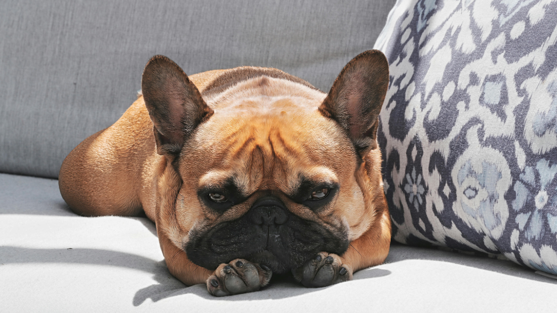 Bouledogue Français & Été : Le Guide Complet pour Passer un Été Serein