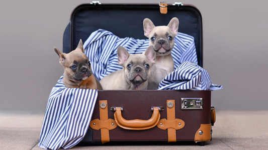 Ce que j'emporte toujours en vacances avec mon bouledogue (et pourquoi)