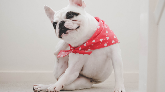 Bouledogue Français : pourquoi il se gratte tout le temps (et ce que ça révèle sur sa santé)