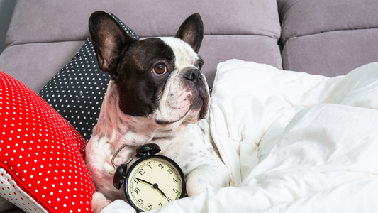 La Morning Routine Parfaite pour ton Bouledogue Français 🌅
