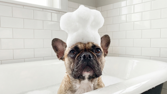 Toilettage du Bouledogue Français à la Maison : Astuces & Routine pour ton Boubou !