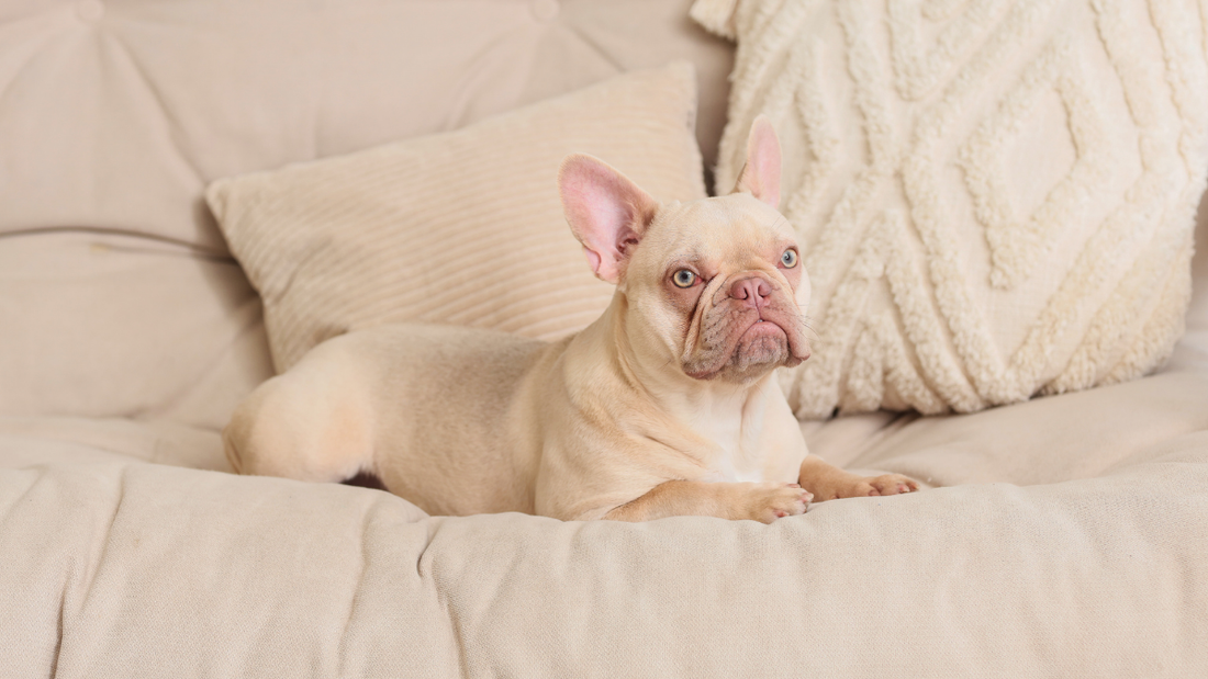 Caractère du Bouledogue Français : affectueux, têtu et plein de surprises