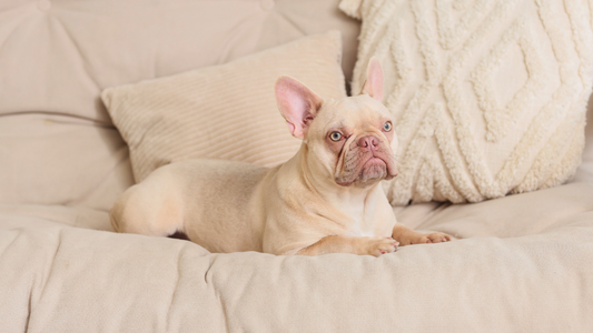 Caractère du Bouledogue Français : affectueux, têtu et plein de surprises
