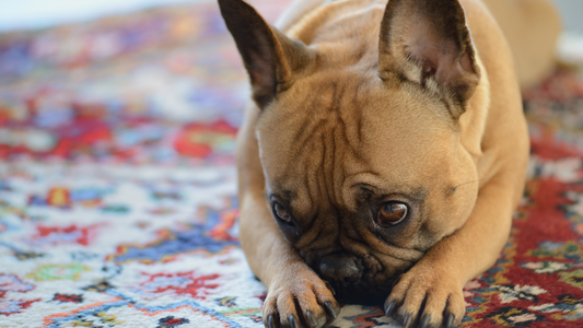 Comment savoir si mon bouledogue s'ennuie ?