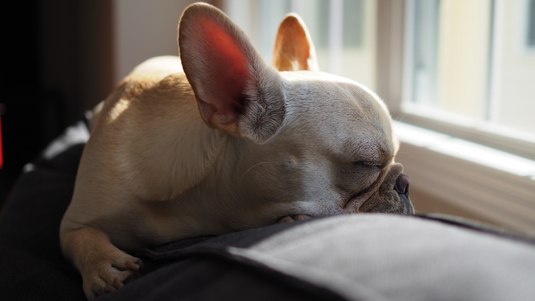 Mon bouledogue français ronfle : est-ce grave ? Ce qu'il faut savoir