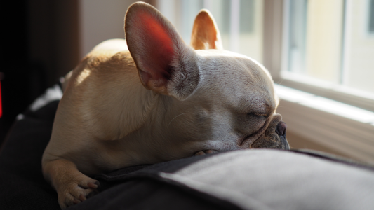 Mon bouledogue français ronfle : est-ce grave ? Ce qu'il faut savoir