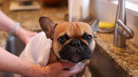 Soin post-vacances : comment chouchouter votre Bouledogue Français après l'été