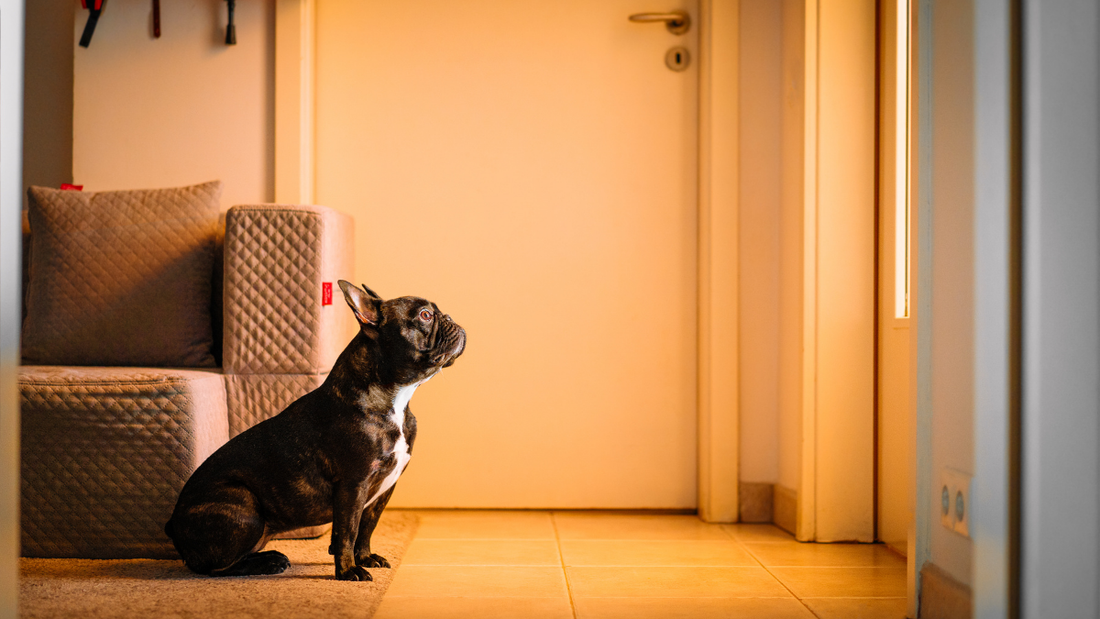 Votre Bouledogue devine que vous allez partir ? Les signes d’un stress qui commence avant la séparation