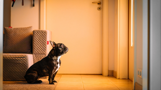 Votre Bouledogue devine que vous allez partir ? Les signes d’un stress qui commence avant la séparation