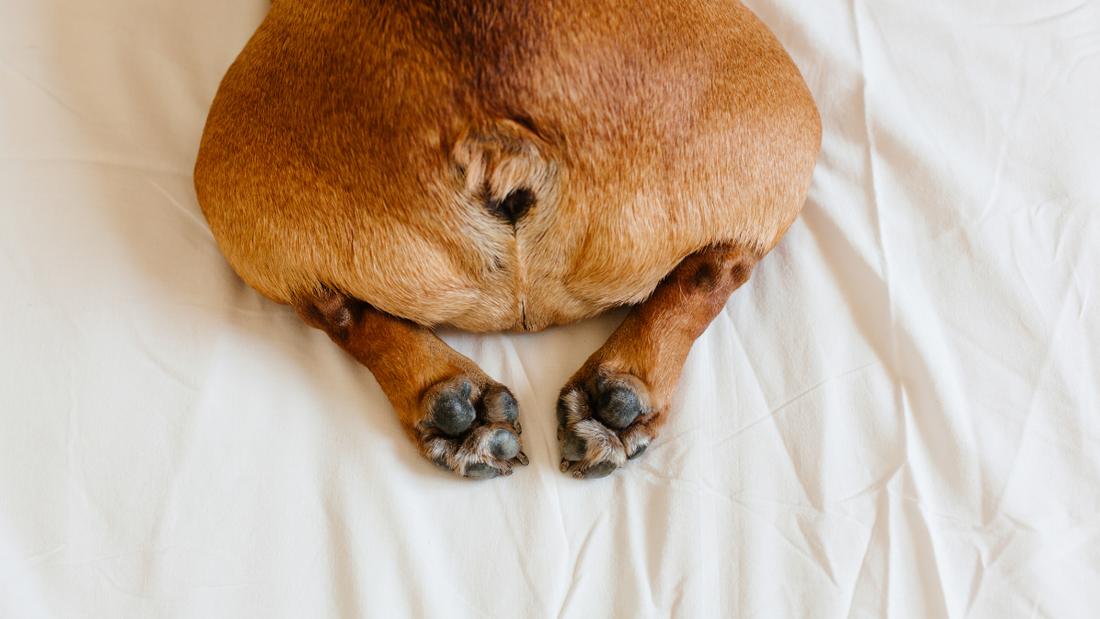 Pourquoi les bouledogues pètent-ils autant ? (et comment y remédier)