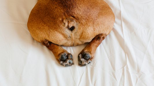 Pourquoi les bouledogues pètent-ils autant ? (et comment y remédier)