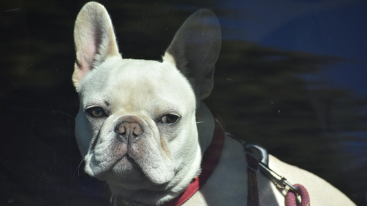 Séparation post-vacances : comment aider votre Bouledogue Français à retrouver sa routine