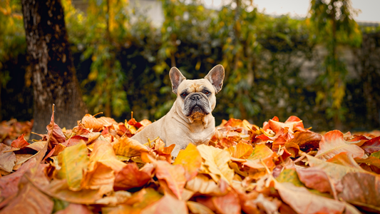 Bouledogue Français en automne-hiver : comment protéger sa peau et son moral quand les jours raccourcissent