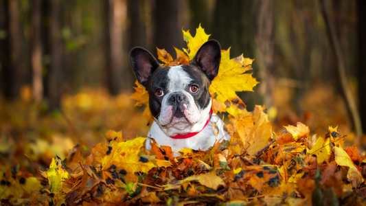 Bouledogue français en automne : le guide pour une saison au sec, au chaud et sans éternuements