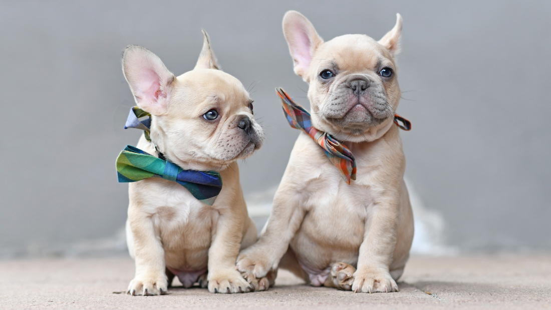 Choisir le prénom parfait pour votre Bouledogue Français