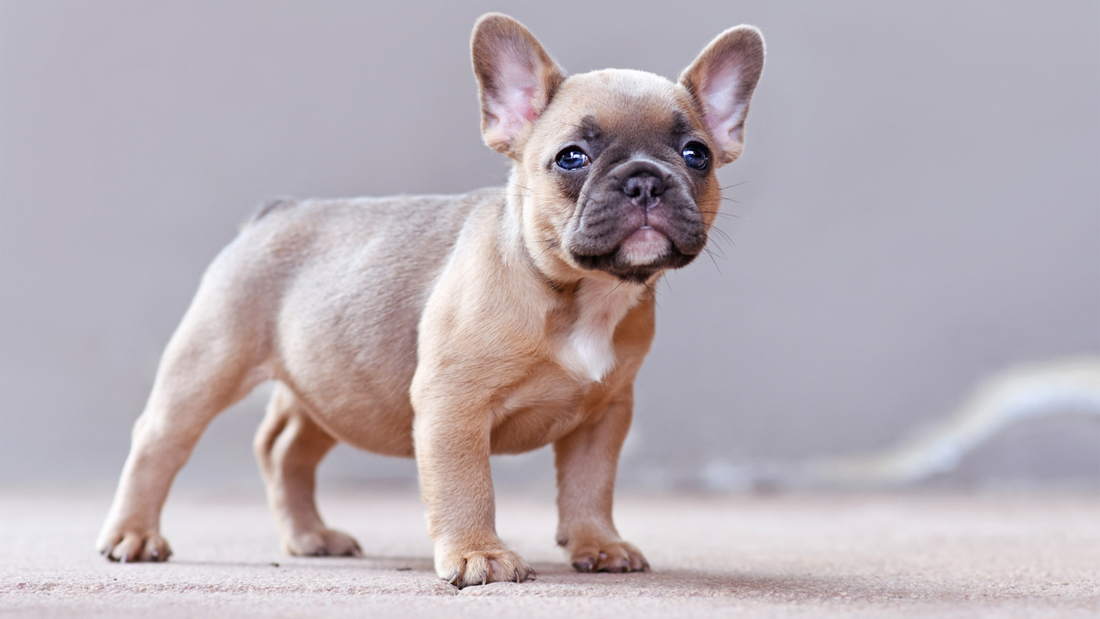 Mauvaise haleine chez le bouledogue français : causes, dents et gestes simples