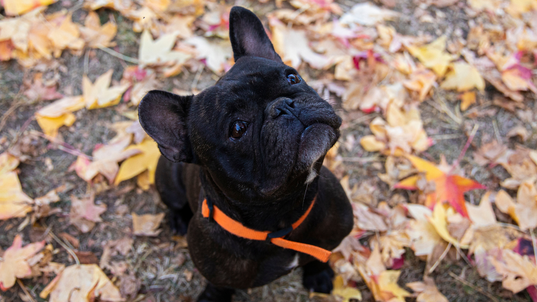Prendre soin de votre Bouledogue Français : le guide essentiel