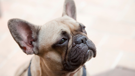 Bouledogue français expressif – comprendre le langage corporel de ton chien