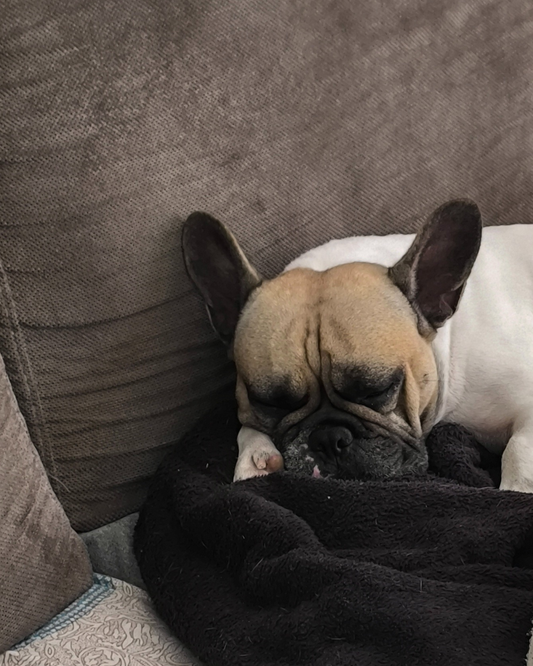 Les troubles respiratoires chez le Bouledogue français : comprendre et mieux protéger son compagnon