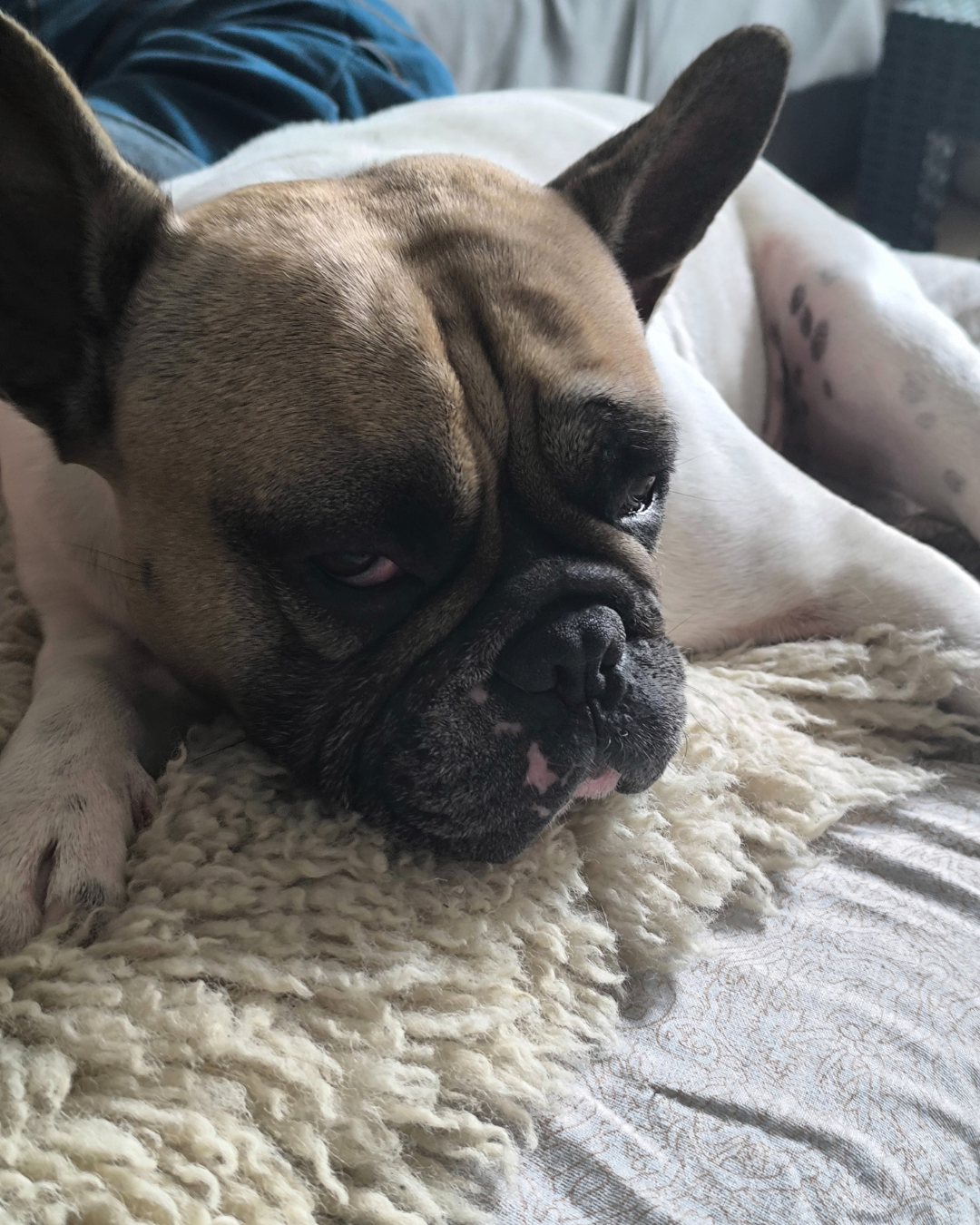 Pourquoi ton Bouledogue est le roi du chill (et ce qu’on devrait tous apprendre de lui)