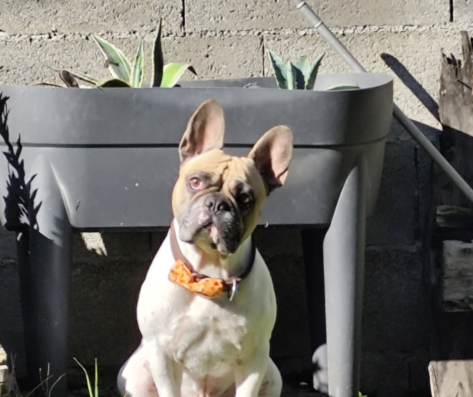 🐶 5 choses que ton Bouledogue ferait s’il avait une carte bancaire 💳