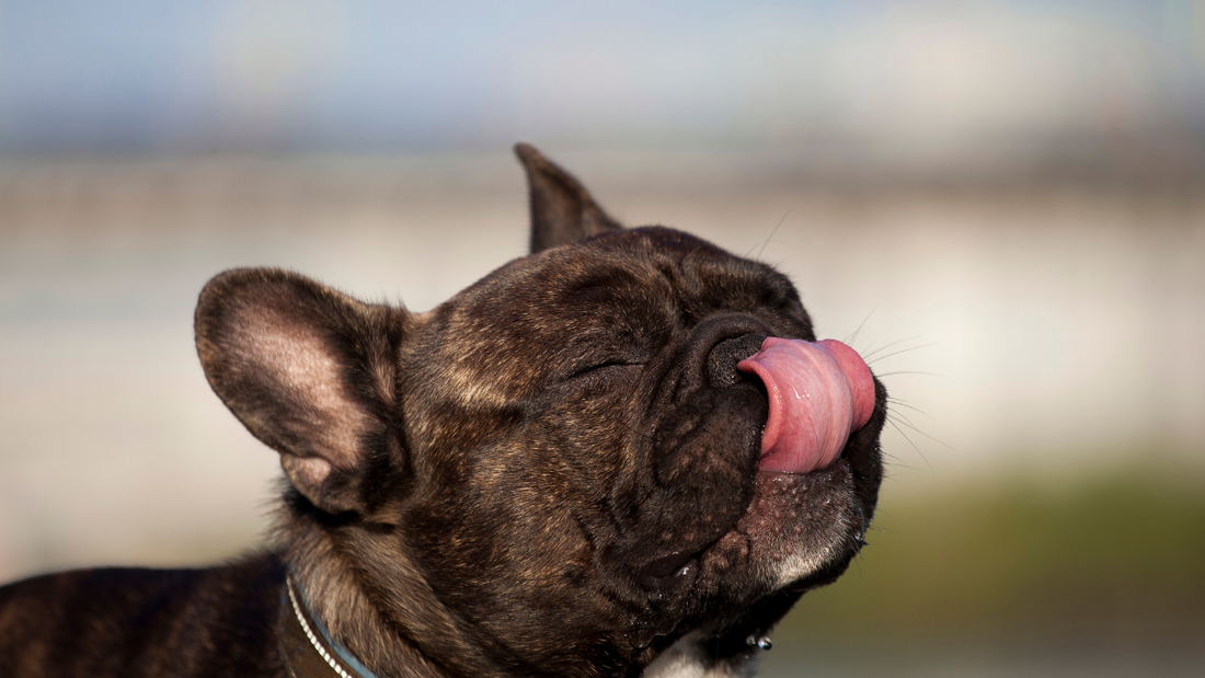 Le Tapis de Léchage : Pourquoi Ton Bouledogue en a Vraiment Besoin (et Comment l'Utiliser Comme un Pro)