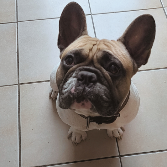 7 erreurs que les amoureux des bouledogues font (sans s’en rendre compte)
