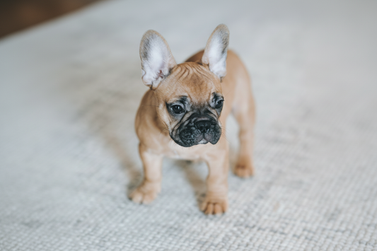 Préparer l'arrivée de ton bouledogue français : le guide complet 2026