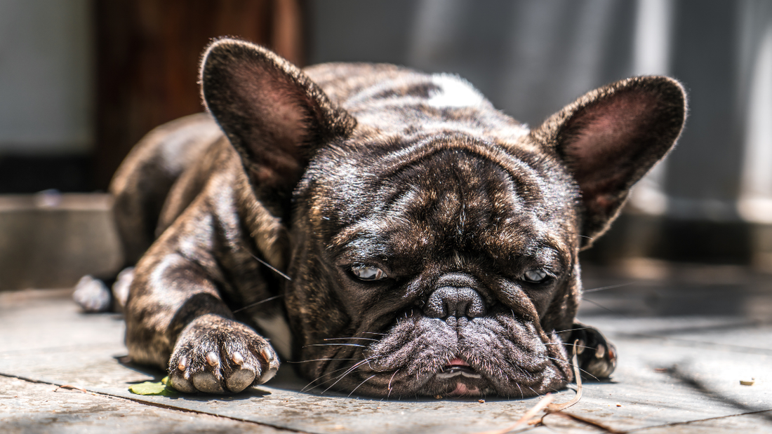 Bouledogue français allongé sur le sol par forte chaleur en été