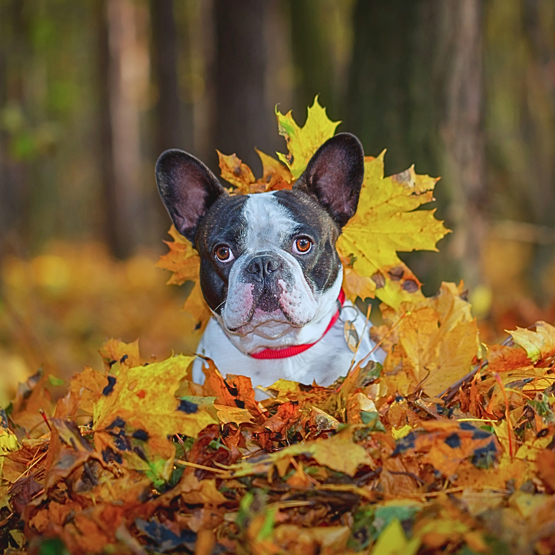 Spécial automne – Bouledogue Français