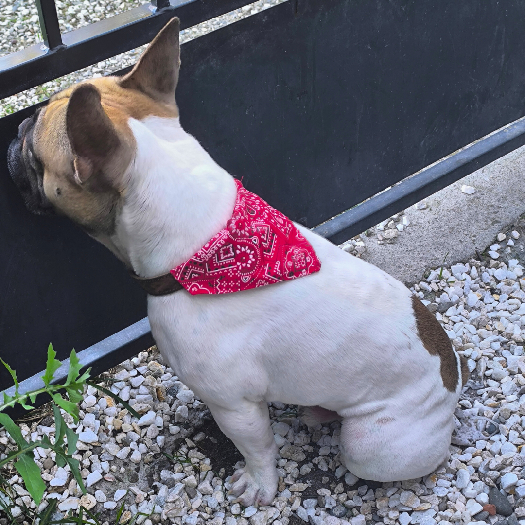 Bouledogue Stylé
